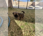 Small Photo #4 Shih Tzu Puppy For Sale in MESA, AZ, USA