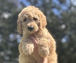 Puppy Tan collar Goldendoodle