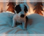 Small Photo #14 Border Collie-Sheepadoodle Mix Puppy For Sale in MARATHON, WI, USA