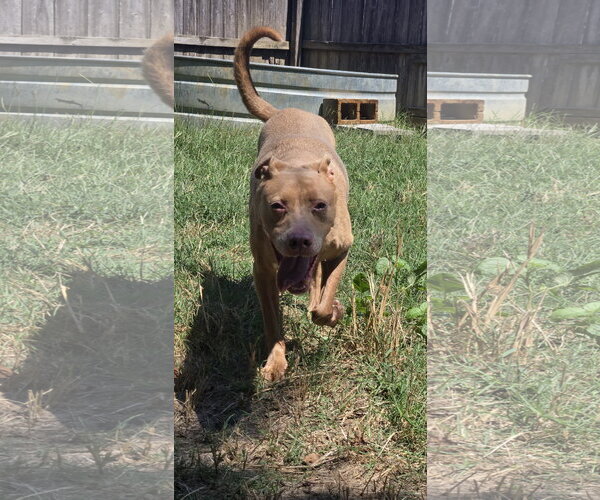 Medium Photo #3 Labrador Retriever-Unknown Mix Puppy For Sale in Jackson, MS, USA