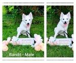 Small Photo #21 American Eskimo Dog-Pomsky Mix Puppy For Sale in NILES, OH, USA