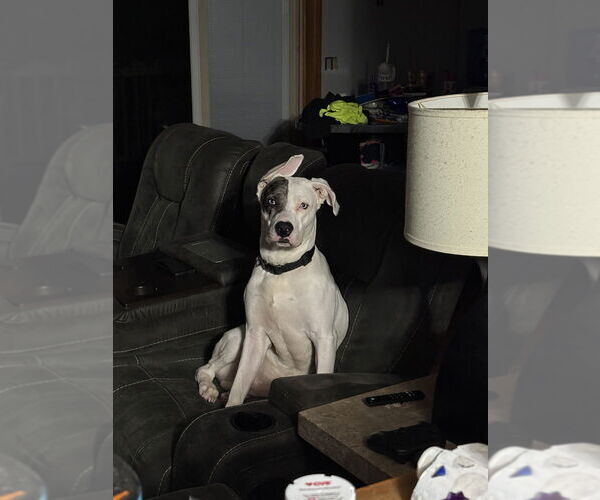 Medium Photo #2 Labrador Retriever-Unknown Mix Puppy For Sale in Brewster, NY, USA