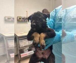 Siberian Husky Dogs for adoption in Bakersfield, CA, USA