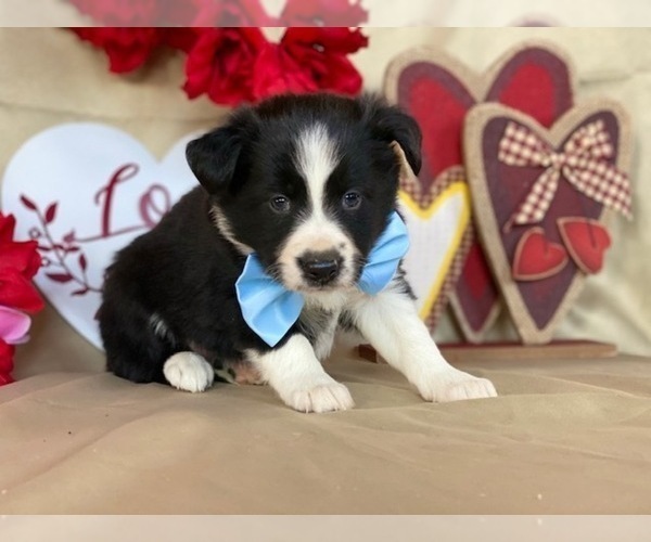 Medium Photo #1 Border Sheepdog Puppy For Sale in LANCASTER, PA, USA