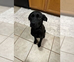 Labrador Retriever-Unknown Mix Dogs for adoption in Mooresville, NC, USA