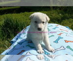 Small #1 German Shepherd Dog