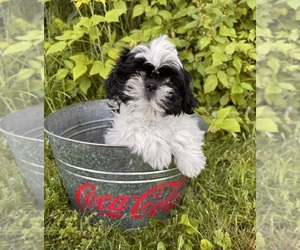 Shih Tzu Puppy for sale in MIDDLEBURY, IN, USA
