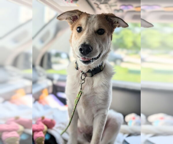 Medium Photo #1 Mutt Puppy For Sale in Holly Springs, NC, USA