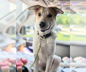 Mutt Dogs for adoption in Holly Springs, NC, USA