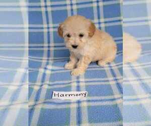 Bichpoo Puppy for sale in HOPKINSVILLE, KY, USA