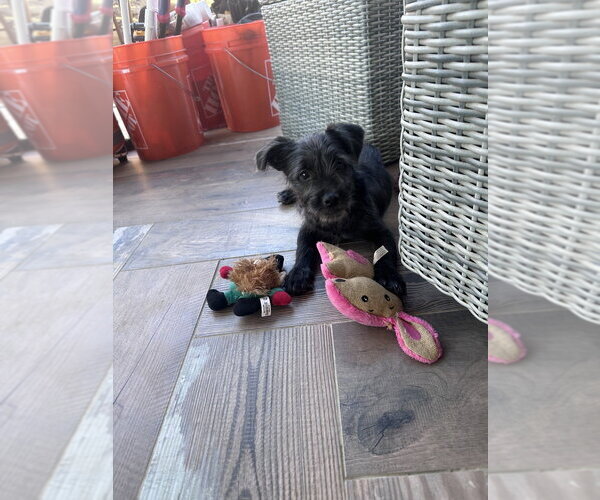 Medium Photo #3 Mutt Puppy For Sale in Dana Point, CA, USA