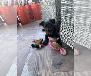 Jack - Male Mutt Dog for Adoption - Photo #3