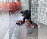 Small Photo #3 Mutt Puppy For Sale in Dana Point, CA, USA