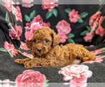 Small Photo #5 Poodle (Toy) Puppy For Sale in NEW HOLLAND, PA, USA