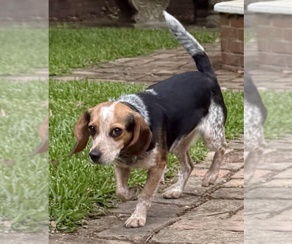 Medium Photo #4 Beagle Puppy For Sale in Dunnellon, FL, USA