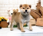 Small #5 Shiba Inu