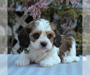 Cavachon Puppy for sale in GORDONVILLE, PA, USA