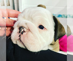 Small Photo #9 Bulldog Puppy For Sale in NORCO, CA, USA