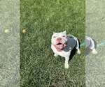 Small #1 Bulldog Mix