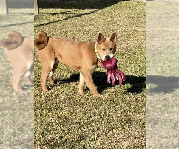 Medium Photo #2 Chow Chow-Unknown Mix Puppy For Sale in San Leon, TX, USA