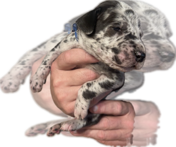 Medium Photo #31 Great Dane Puppy For Sale in WILLIS, TX, USA