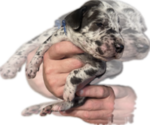 Small Photo #31 Great Dane Puppy For Sale in WILLIS, TX, USA