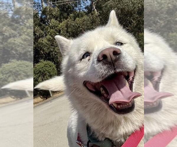 Medium Photo #2 - Mix Puppy For Sale in Santa Maria, CA, USA