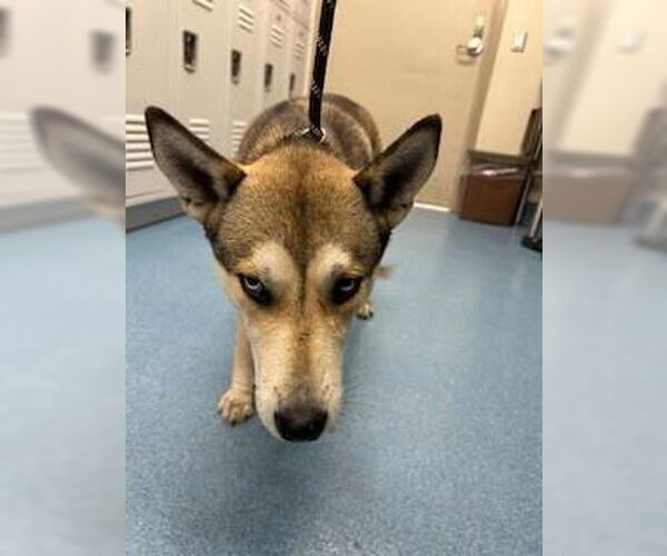 Medium Photo #1 Siberian Husky-Unknown Mix Puppy For Sale in Pearland, TX, USA