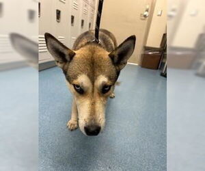 Siberian Husky-Unknown Mix Dogs for adoption in Pearland, TX, USA