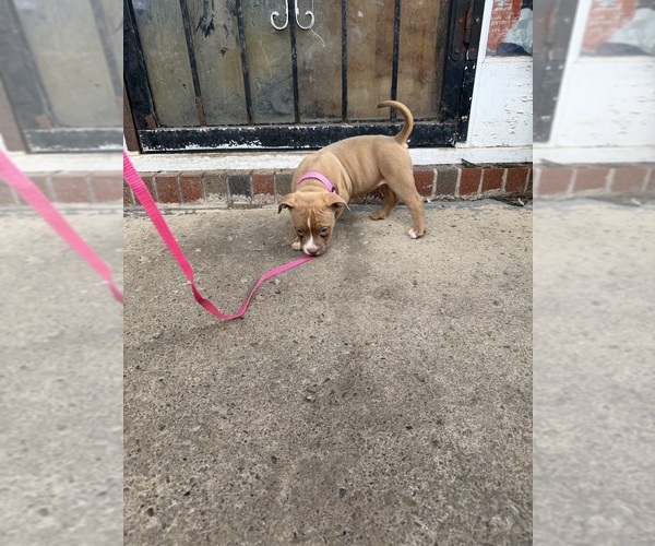 Medium Photo #6 American Bully Puppy For Sale in BUFFALO, NY, USA