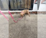 Small #5 American Bully