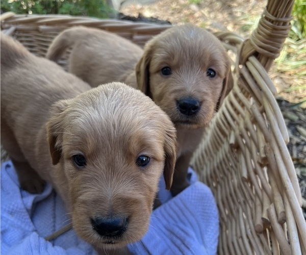 Medium Photo #3 Golden Retriever Puppy For Sale in STARKVILLE, MS, USA