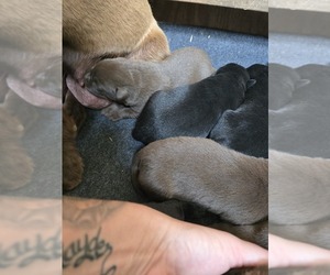 Labrador Retriever Puppy for sale in LONE ROCK, WI, USA