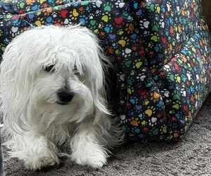 Mother of the Coton de Tulear puppies born on 08/19/2025