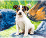Puppy Toby Fox Terrier (Smooth)-Fox Terrier (Toy) Mix