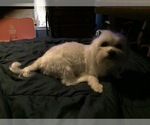 Small Photo #9 Maltese Puppy For Sale in BRKN ARW, OK, USA
