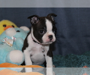 Boston Terrier Puppy for sale in BROOKSVILLE, FL, USA