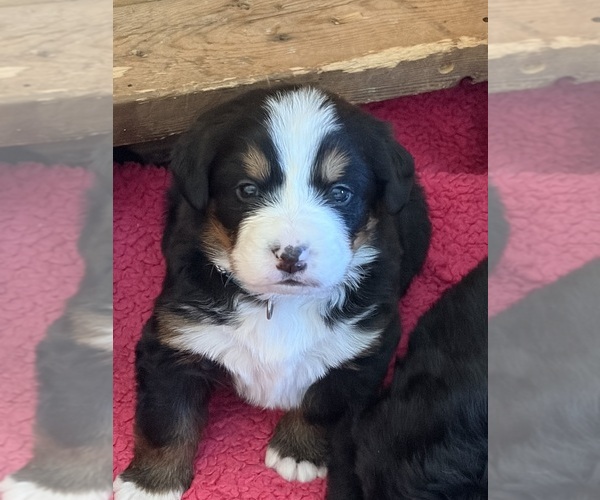 Medium Photo #7 Bernese Mountain Dog Puppy For Sale in SALISBURY, NC, USA