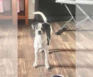 Chihuahua Dogs for adoption in San Antonio, TX, USA