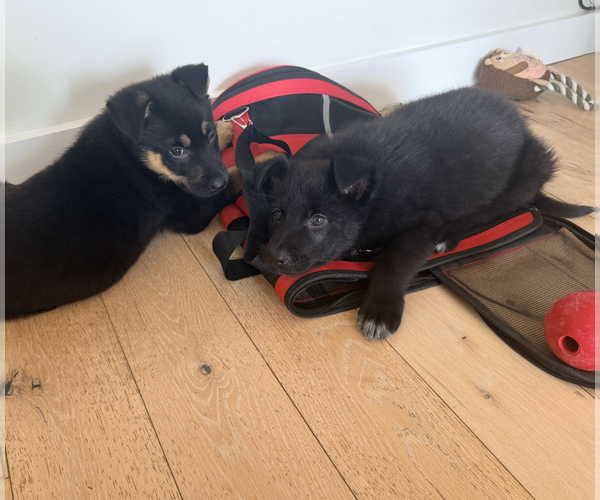 Medium Photo #9 German Shepherd Dog-Unknown Mix Puppy For Sale in Brooklyn, NY, USA