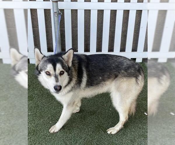 Medium Photo #1 German Shepherd Dog-Siberian Husky Mix Puppy For Sale in Modesto, CA, USA