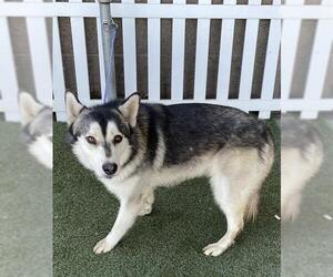 German Shepherd Dog-Siberian Husky Mix Dogs for adoption in Modesto, CA, USA