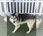 Small German Shepherd Dog-Siberian Husky Mix