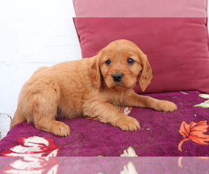 Cavalier King Charles Spaniel-Goldendoodle Mix Puppy for sale in SHILOH, OH, USA