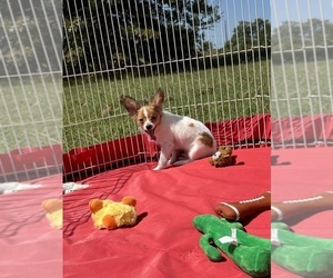 Papillon Puppy for sale in SULPHUR SPRINGS, TX, USA