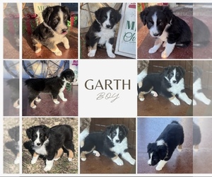 Medium Australian Shepherd