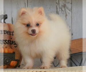 Pomeranian Puppy for sale in FREDERICKSBG, OH, USA