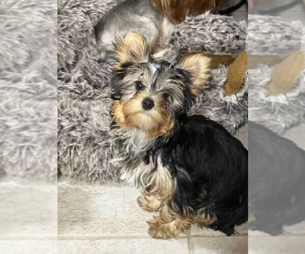 Medium Photo #3 Yorkshire Terrier Puppy For Sale in CORAL SPRINGS, FL, USA