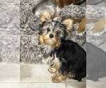 Small #2 Yorkshire Terrier