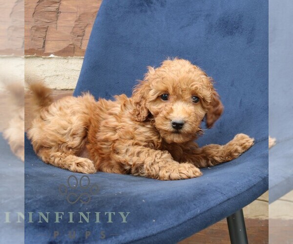 Medium Photo #2 Goldendoodle (Miniature) Puppy For Sale in NARVON, PA, USA